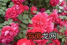 蔷薇种植的花期管理
