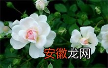 蔷薇花的栽培技术