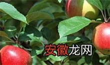 苹果 蔷薇科园土肥水的管理