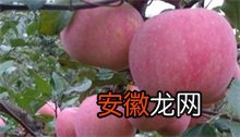 苹果 蔷薇科冻害的防控技术