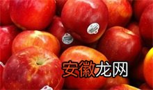 苹果 蔷薇科秋季修剪技术要点