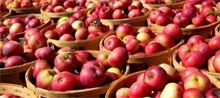 苹果 如何确定蔷薇科的采收适期