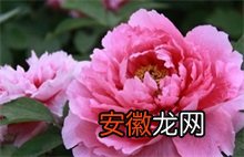 青海第四届文化公园牡丹展开幕