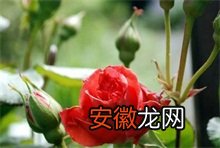 宣威食用玫瑰种植实现产值近4000万