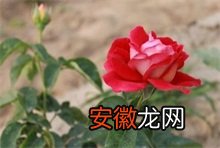 禅城区恋爱主题公园定名“玫瑰情园”