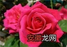 玫瑰花主要病虫害防治技术