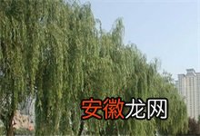 中山公园红柳树莫名消失？