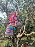 云南勐海：茶产业助力乡村振兴