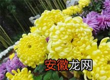 杭州植物园菊花节菊花免费送市民