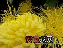 重庆市菊花艺术展十月开幕