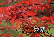 国产红枫与日本红枫区别