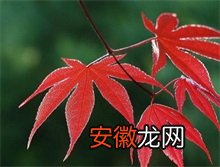 红枫树叶标本制作方法及保存