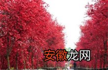 第十五届“秋栖霞”红枫艺术节启幕