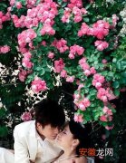 中医讲关于蔷薇的凄美爱情