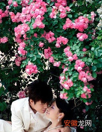 中医讲关于蔷薇的凄美爱情