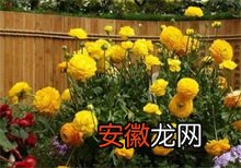 家庭盆栽菊花的插芽方法