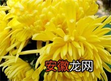春节菊花种植技术