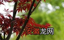 美国秋红枫病害防治