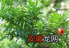 中国红豆杉木粉首次进入美国