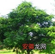 红豆杉病虫害防治