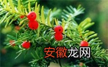 红豆杉茎腐病的防治