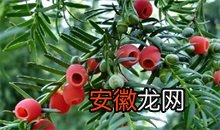 中国红豆杉的医药用途
