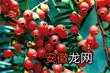 珍贵植物-红豆杉