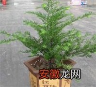 红豆杉的繁殖技术