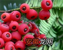 红豆杉种植的养护方法