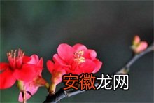 30年成就“中国海棠苗木之乡”