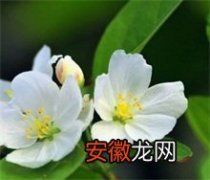 怀来县第八届“海棠花”节开幕