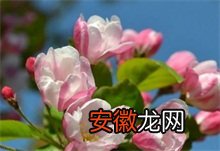 竹节海棠种植技术
