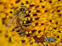 4月份蜜蜂需要喂养花粉吗