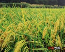高温天对水稻养花可有影响