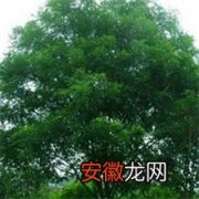北京：国槐树下“黏”雨