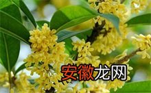 温江桂花树市场低迷