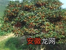 杭州桂花树被台风“骗”开花