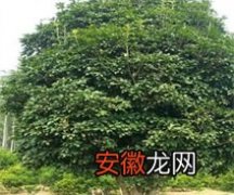 桂花树种植技术之苗木选择