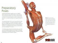 深度习练前 | 准备体式的肌肉解剖图
