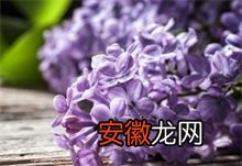 一八七团天国之花紫丁香