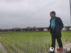 水稻育种专家郑家奎：在安全的基础上给水稻增加绿色高效的翅膀