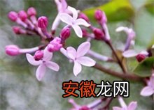 初冬时节西宁多株丁香花悄然绽放