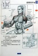 健美肌肉训练图解2
