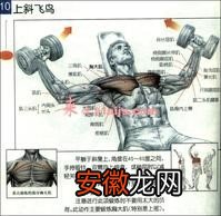 健美肌肉训练图解3
