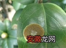 茶花藻班病症状及防治方法