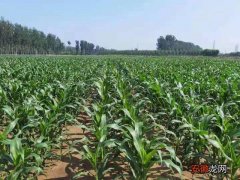 春播玉米即将开始 京郊生产需注意