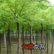 绒毛白蜡树在哈尔滨市引种成功