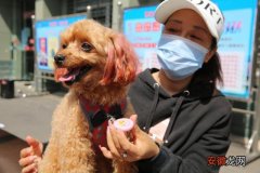「基层警务」远安县首批发放103枚文明养犬电子“身份证”