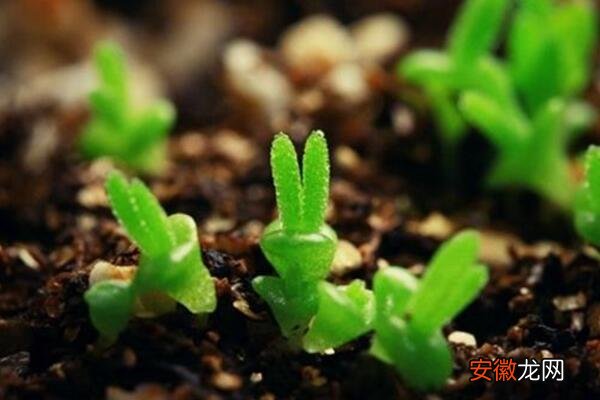 碧光环播种多久能长大，种后一星期发芽四个月长大