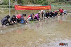 水上有稻、水里有螺，三江这村将成为柳州又一个螺蛳粉原材料种养基地